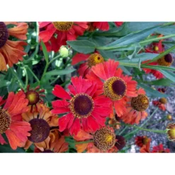 Solbrud 'Moerheim Beauty' Helenium Hybrid 'Moerheim Beauty' 1 Liter Potte -Tilbud Lys Haven Butik mi11759 helenium moerheim beauty bcc9