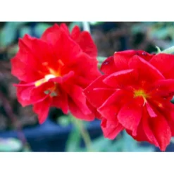 Soløje 'Amabile Plenum' Helianthemum Hybrid 'Amabile Plenum' 10 Cm. Potte -Tilbud Lys Haven Butik mi11765 helianthemum amabile plenum b8a0