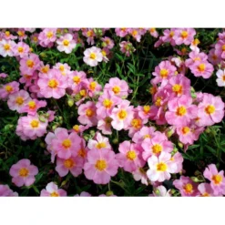 Soløje 'Lawrensons Pink' Helianthemum Hybrid 'Lawrensons Pink' 10 Cm. Potte -Tilbud Lys Haven Butik mi11783 helianthemum lawrenson s pink 53bd