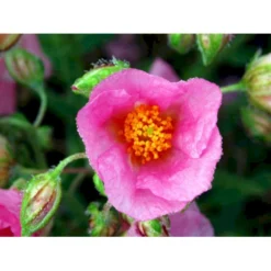 Soløje 'Lawrensons Pink' Helianthemum Hybrid 'Lawrensons Pink' 10 Cm. Potte -Tilbud Lys Haven Butik mi11783 helianthemum lawrenson s pink 7420
