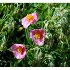 Soløje 'Lawrensons Pink' Helianthemum Hybrid 'Lawrensons Pink' 10 Cm. Potte -Tilbud Lys Haven Butik mi11783 helianthemum lawrenson s pink b12a