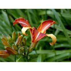 Daglilje 'Frans Hals' Hemerocallis 'Frans Hals' Potte 2 Liter. -Tilbud Lys Haven Butik mi1178 hemerocallis hybrid frans hals 2e65