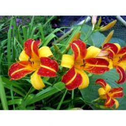 Daglilje 'Frans Hals' Hemerocallis 'Frans Hals' Potte 2 Liter. -Tilbud Lys Haven Butik mi1178 hemerocallis hybrid frans hals 5b62