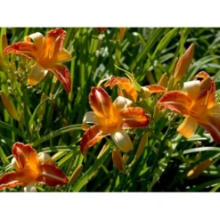 Daglilje 'Frans Hals' Hemerocallis 'Frans Hals' Potte 2 Liter. -Tilbud Lys Haven Butik mi1178 hemerocallis hybrid frans hals c6a1