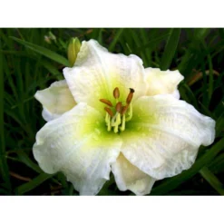 Daglilje 'Gentle Shepherd' Hemerocallis H. 'Gentle Shepherd' 2 Liter Potte -Tilbud Lys Haven Butik mi1179 hemerocallis hybrid gentle shepherd 26e4