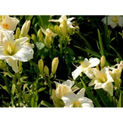 Daglilje 'Gentle Shepherd' Hemerocallis H. 'Gentle Shepherd' 2 Liter Potte -Tilbud Lys Haven Butik mi1179 hemerocallis hybrid gentle shepherd d6c1