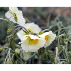 Soløje 'The Bride' Helianthemum Hybrid 'The Bride' 10 Cm. Potte -Tilbud Lys Haven Butik mi11803 helianthemum the bride 110f