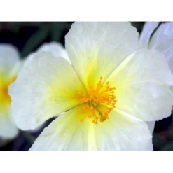 Soløje 'The Bride' Helianthemum Hybrid 'The Bride' 10 Cm. Potte -Tilbud Lys Haven Butik mi11803 helianthemum the bride 275b