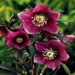 Julerose 'Red Lady' Helleborus Hybrid 'Red Lady' 1 Liter Potte -Tilbud Lys Haven Butik mi11856 helleborus orientalis red spotted lady 1d49