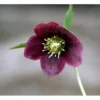 Julerose 'Red Lady' Helleborus Hybrid 'Red Lady' 1 Liter Potte