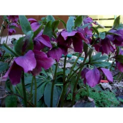 Påskeklokke, Røde Nuancer Helleborus Ori. Ssp. Abchasicus 1 Liter Potte -Tilbud Lys Haven Butik mi11860 helleborus orientalis subsp abchasicus fe03