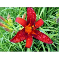 Daglilje 'Sammy Russel' Hemerocallis 'Sammy Russel' 1 Liter Potte -Tilbud Lys Haven Butik mi1187 hemerocallis hybrid sammy russell 5d0f