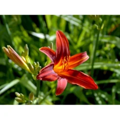 Daglilje 'Sammy Russel' Hemerocallis 'Sammy Russel' 1 Liter Potte -Tilbud Lys Haven Butik mi1187 hemerocallis hybrid sammy russell 6714