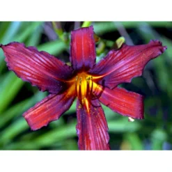 Daglilje 'Sammy Russel' Hemerocallis 'Sammy Russel' 1 Liter Potte -Tilbud Lys Haven Butik mi1187 hemerocallis hybrid sammy russell 6907