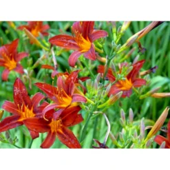 Daglilje 'Sammy Russel' Hemerocallis 'Sammy Russel' 1 Liter Potte -Tilbud Lys Haven Butik mi1187 hemerocallis hybrid sammy russell ac5c