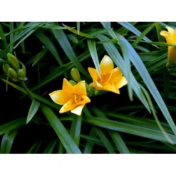 Daglilje 'Stella De Oro' Hemerocallis 'Stella De Oro' 1 Liter Potte -Tilbud Lys Haven Butik mi1188 hemerocallis hybrid stella de oro 1dd0