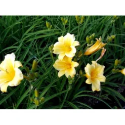 Daglilje 'Stella De Oro' Hemerocallis 'Stella De Oro' 1 Liter Potte -Tilbud Lys Haven Butik mi1188 hemerocallis hybrid stella de oro 2f38