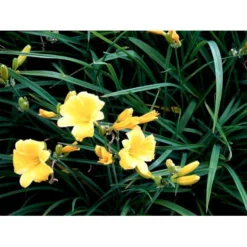 Daglilje 'Stella De Oro' Hemerocallis 'Stella De Oro' 1 Liter Potte -Tilbud Lys Haven Butik mi1188 hemerocallis hybrid stella de oro 4880