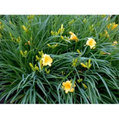 Daglilje 'Stella De Oro' Hemerocallis 'Stella De Oro' 1 Liter Potte -Tilbud Lys Haven Butik mi1188 hemerocallis hybrid stella de oro b0ec