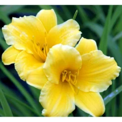 Daglilje 'Stella De Oro' Hemerocallis 'Stella De Oro' 1 Liter Potte