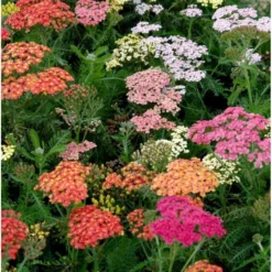 Røllike 'Summer Pastels' Achillea Millefolium 'Summer Pastels' 1 Liter Potte