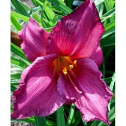 Daglilje 'Summer Wine' Hemerocallis H. 'Summer Wine' Potte 2 Liter. -Tilbud Lys Haven Butik mi1190 hemerocallis hybrid summer wine 6413