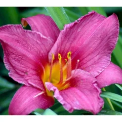 Daglilje 'Summer Wine' Hemerocallis H. 'Summer Wine' Potte 2 Liter. -Tilbud Lys Haven Butik mi1190 hemerocallis hybrid summer wine 67a1