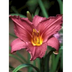 Daglilje 'Summer Wine' Hemerocallis H. 'Summer Wine' Potte 2 Liter. -Tilbud Lys Haven Butik mi1190 hemerocallis hybrid summer wine 7b43