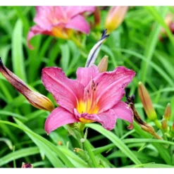Daglilje 'Summer Wine' Hemerocallis H. 'Summer Wine' Potte 2 Liter.