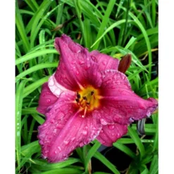 Daglilje 'Summer Wine' Hemerocallis H. 'Summer Wine' Potte 2 Liter. -Tilbud Lys Haven Butik mi1190 hemerocallis hybrid summer wine b5a8