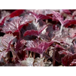 Alunrod 'Palace Purple' Heuchera Micrantha 'Palace Purple' 10 Cm. Potte -Tilbud Lys Haven Butik mi1199 heuchera micrantha palace purple 70d6