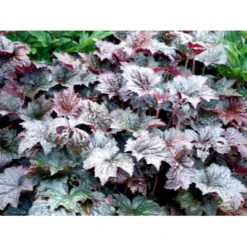 Alunrod 'Palace Purple' Heuchera Micrantha 'Palace Purple' 10 Cm. Potte