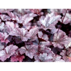 Alunrod 'Palace Purple' Heuchera Micrantha 'Palace Purple' 10 Cm. Potte -Tilbud Lys Haven Butik mi1199 heuchera micrantha palace purple abc5