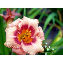 Daglilje 'Strawberry Candy' Hemerocallis 'Strawberry Candy' Potte 2 Liter. -Tilbud Lys Haven Butik mi12007 hemerocallis strawberry candy 0071