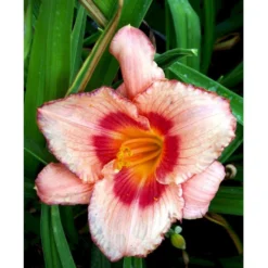 Daglilje 'Strawberry Candy' Hemerocallis 'Strawberry Candy' Potte 2 Liter. -Tilbud Lys Haven Butik mi12007 hemerocallis strawberry candy 57f6