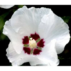 Syrisk Rose 'Red Heart' Hibiscus Syriacus 'Red Heart' Potte 2,0 Liter,- 30-40 Cm. -Tilbud Lys Haven Butik mi1202 hibiscus syriacus red heart 10eb