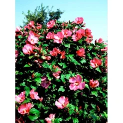 Syrisk Rose 'Woodbridge' Hibiscus Syriacus 'Woodbridge' Potte 4,0 Liter,- 50-60 Cm. -Tilbud Lys Haven Butik mi1203 hibiscus syriacus woodbridge ea69