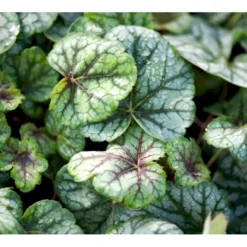 Alunrod 'Green Spice'® Heuchera H. 'Green Spice'® 1 Liter Potte