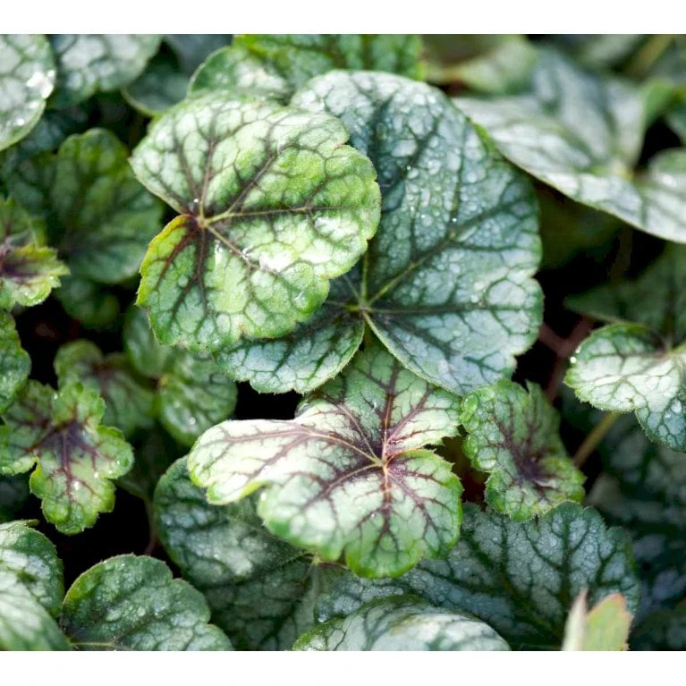 Alunrod 'Green Spice'® Heuchera H. 'Green Spice'® 1 Liter Potte 1 Alunrod 'Green Spice'® Heuchera H. 'Green Spice'® 1 Liter Potte