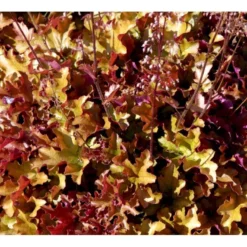 Alunrod 'Marmalade'® Heuchera H. 'Marmalade'® 1 Liter Potte -Tilbud Lys Haven Butik mi12069 heuchera marmalade r 2c79