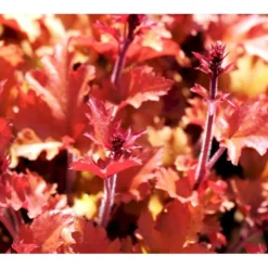 Alunrod 'Marmalade'® Heuchera H. 'Marmalade'® 1 Liter Potte -Tilbud Lys Haven Butik mi12069 heuchera marmalade r e552