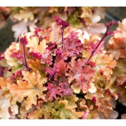 Alunrod 'Marmalade'® Heuchera H. 'Marmalade'® 1 Liter Potte -Tilbud Lys Haven Butik mi12069 heuchera marmalade r edc1