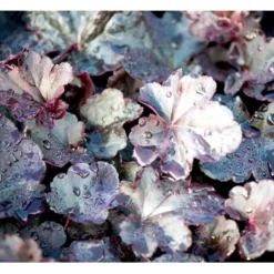 Alunrod 'Obsidian' Heuchera Hybrid 'Obsidian' 1 Liter Potte -Tilbud Lys Haven Butik mi12076 heuchera obsidian 41cd