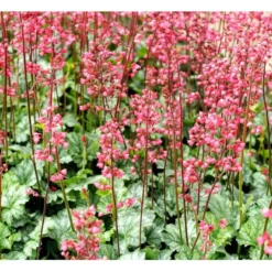 Alunrod 'Paris' Heuchera Hybrid 'Paris' 3,0 Liter Potte