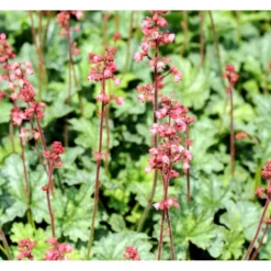 Alunrod 'Paris' Heuchera Hybrid 'Paris' 3,0 Liter Potte -Tilbud Lys Haven Butik mi12077 heuchera paris ff79