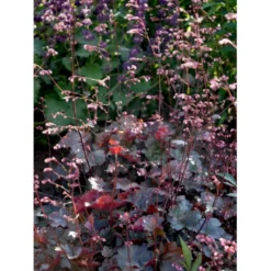 Alunrod 'Rachel' Heuchera Hybrid 'Rachel' 1 Liter Potte -Tilbud Lys Haven Butik mi12089 heuchera rachel 133d
