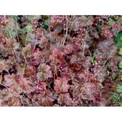Alunrod 'Rachel' Heuchera Hybrid 'Rachel' 1 Liter Potte -Tilbud Lys Haven Butik mi12089 heuchera rachel 4cfc