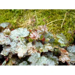 Alunrod 'Rachel' Heuchera Hybrid 'Rachel' 1 Liter Potte -Tilbud Lys Haven Butik mi12089 heuchera rachel 69ea