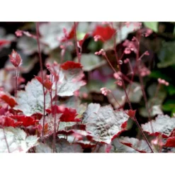 Alunrod 'Rachel' Heuchera Hybrid 'Rachel' 1 Liter Potte -Tilbud Lys Haven Butik mi12089 heuchera rachel 78e2