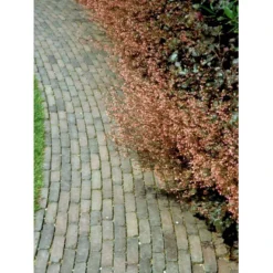 Alunrod 'Rachel' Heuchera Hybrid 'Rachel' 1 Liter Potte -Tilbud Lys Haven Butik mi12089 heuchera rachel b290